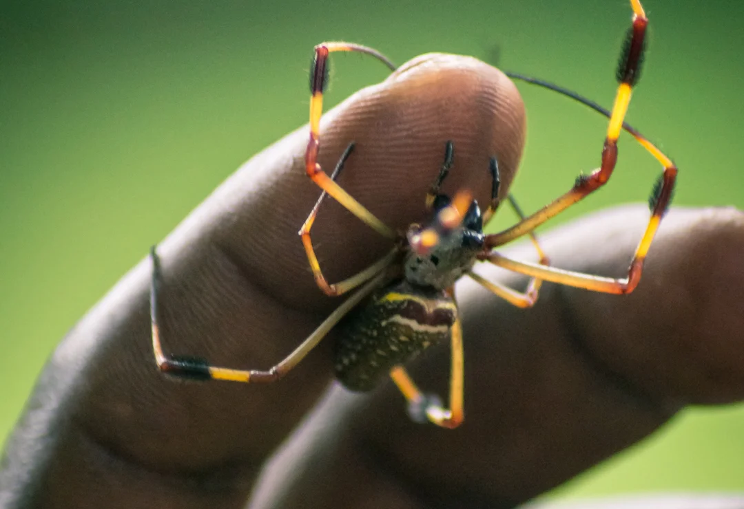 Banana Spider - id23 unsplash.jpg