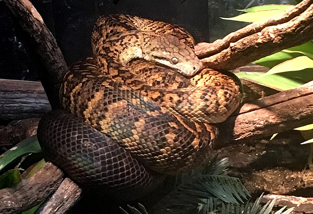 Jamaican Boa - Halotron1 4.0.jpg