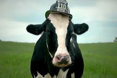 SunCountry ChicagoCow ChicagoCow