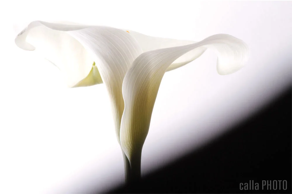 about_calla.jpg