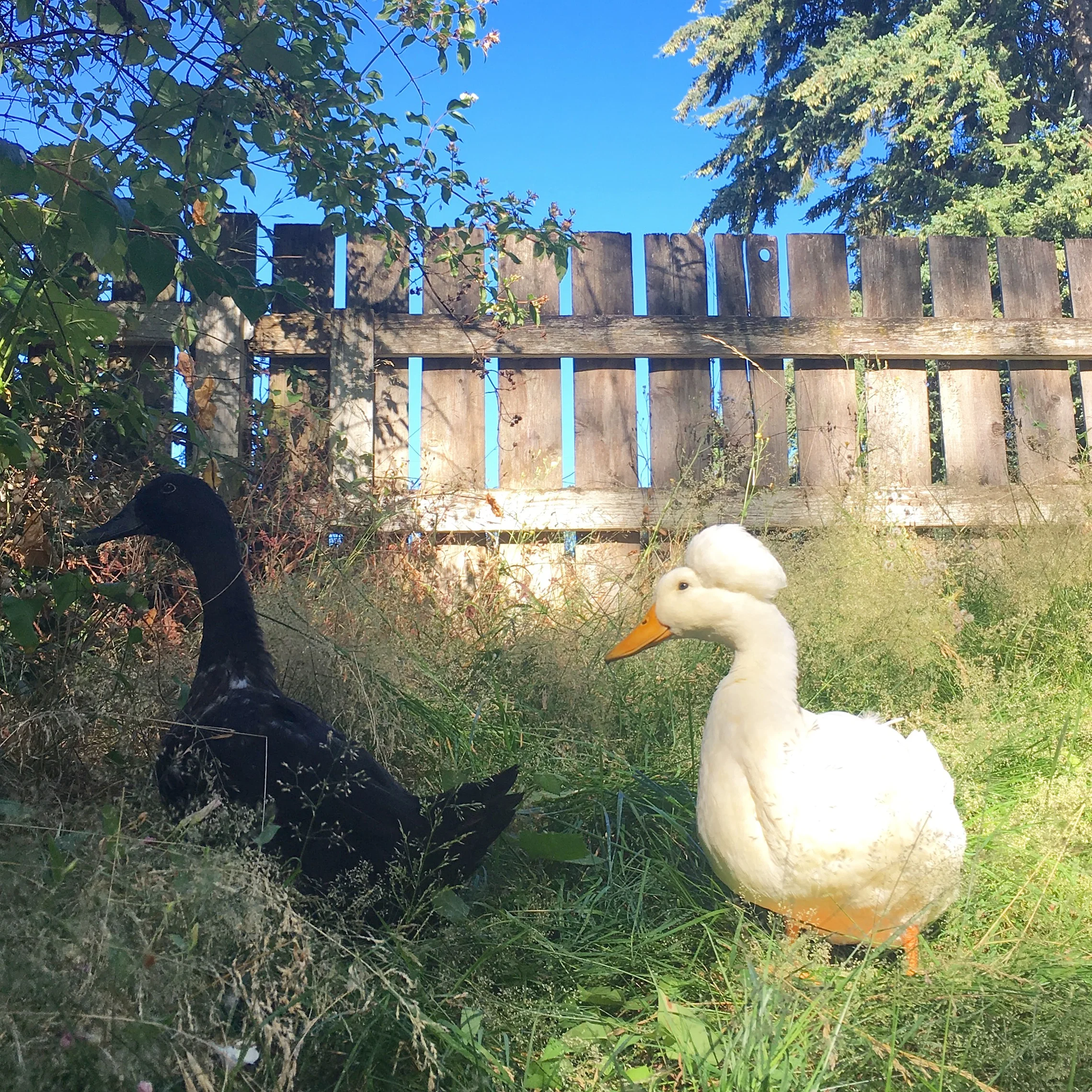 What to expect from life with ducks! — Dusty and Otter Duck