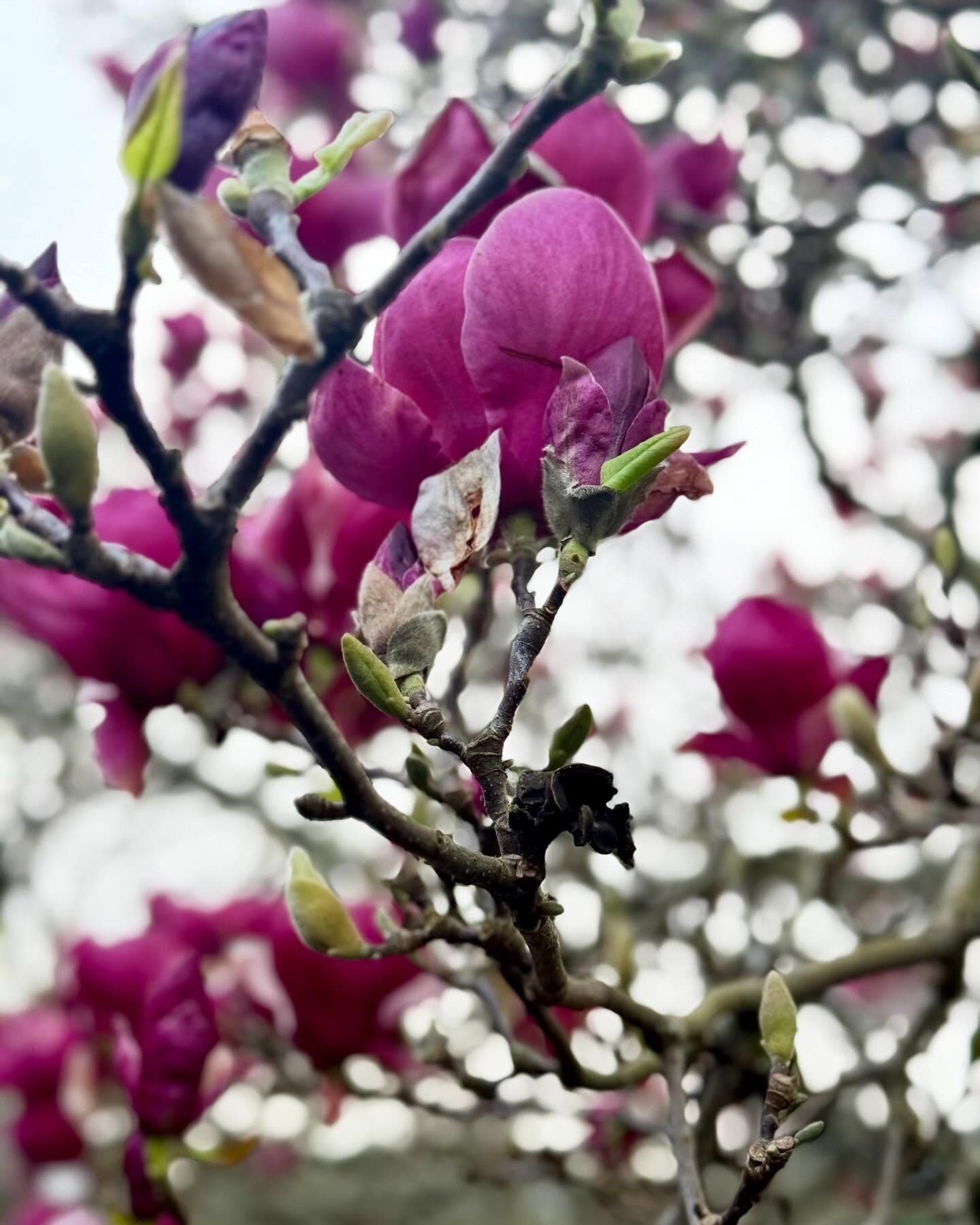 Magnolia trees originated about 95 million years ago, when dinosaurs were around and bees were not born yet. And we get to admire their beauty, blooming now in California 🥰