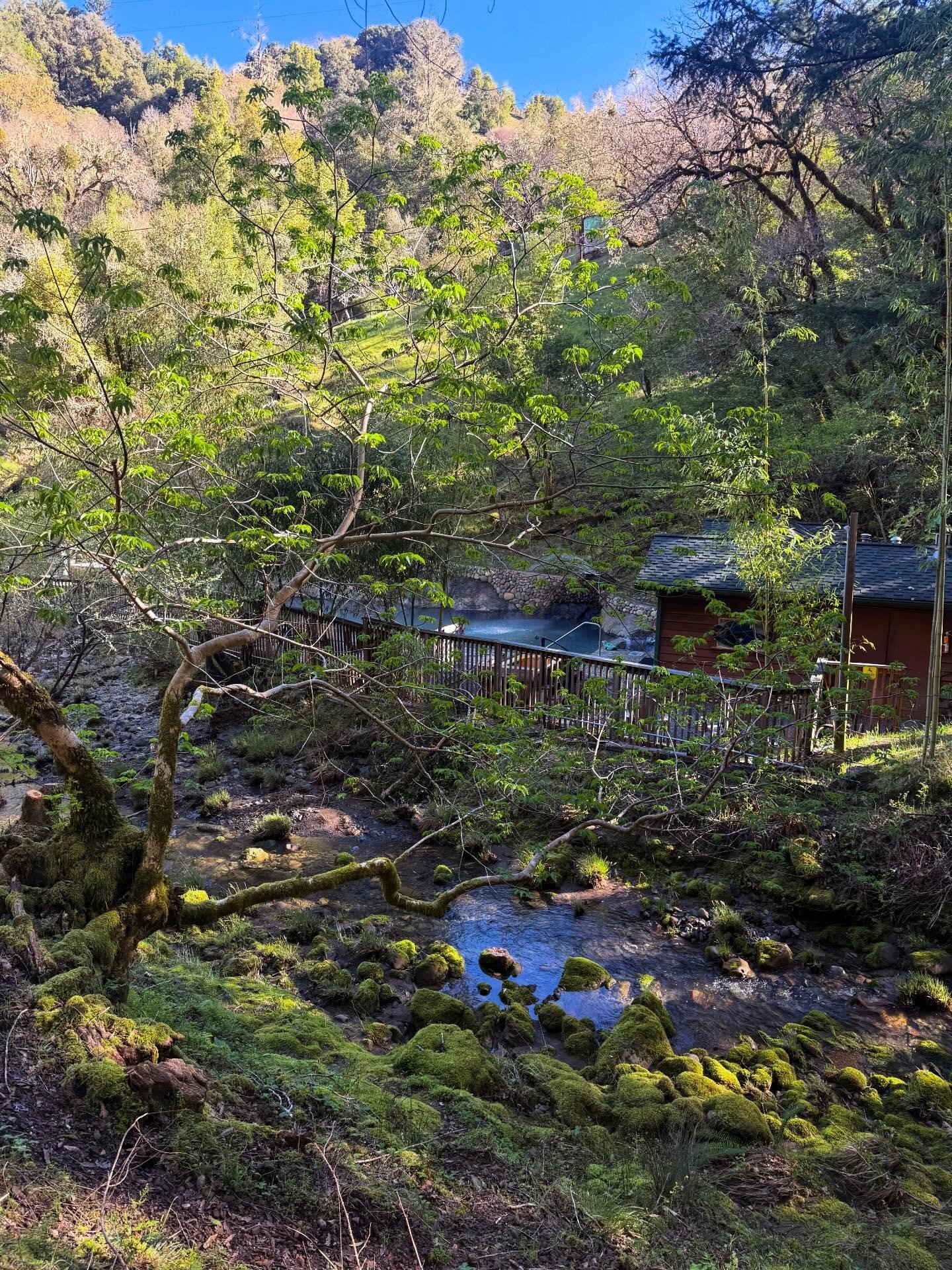 Orr Hot Springs and the most spectacular redwood trees I&rsquo;ve seen -  at Montgomery Grove.
