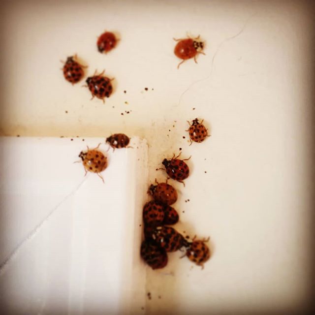 Sometimes, interesting things happen at work.
#ladybug #asianladybeetle #goth #emo #emobug #bug
