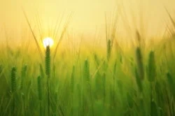 agriculture-barley-field-beautiful-207247.jpg