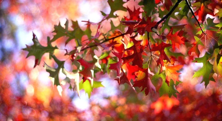Autumn
