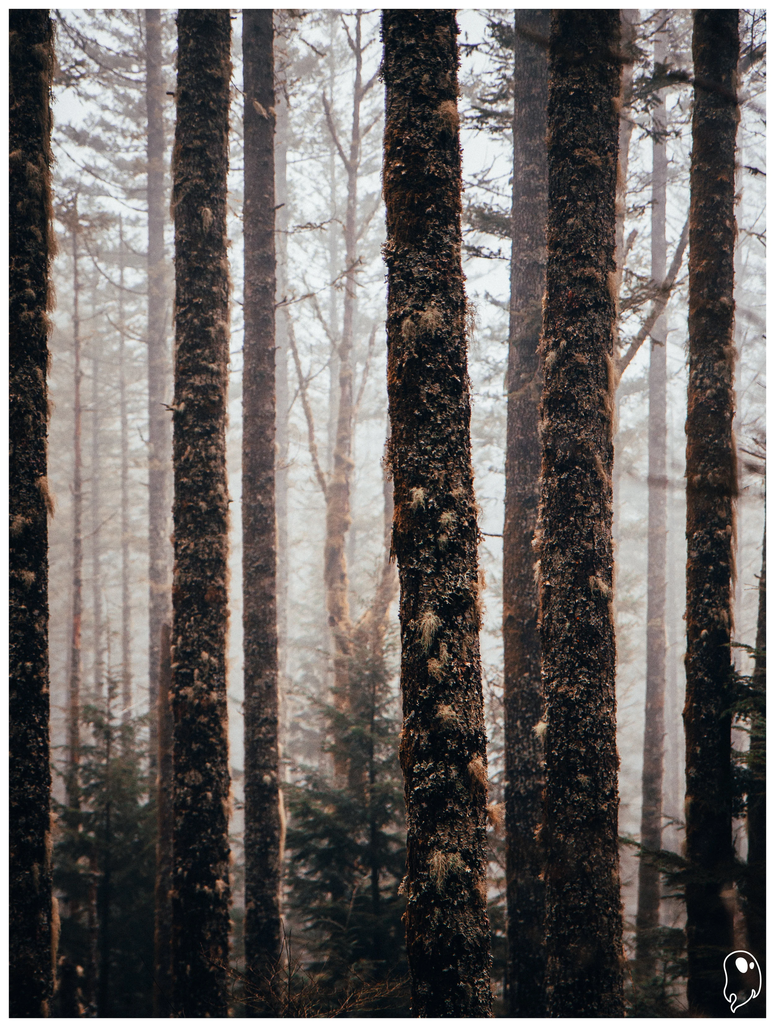 RattleSnakeForest.jpg