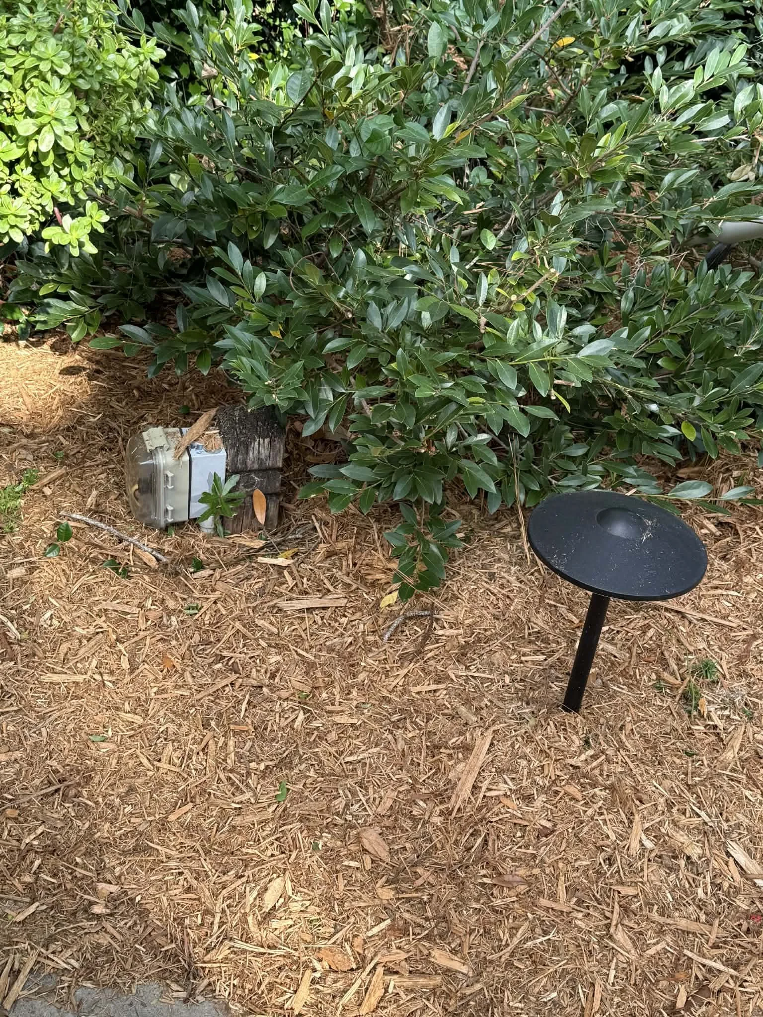 landscape lighting.jpg