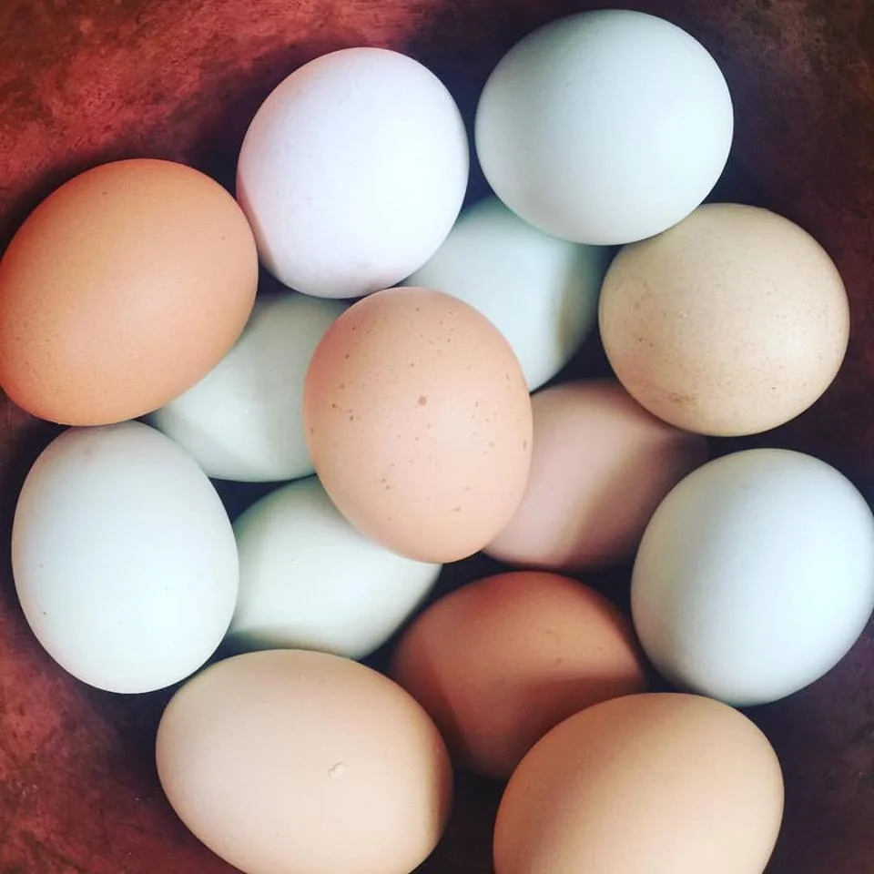 oeuf poule.jpg