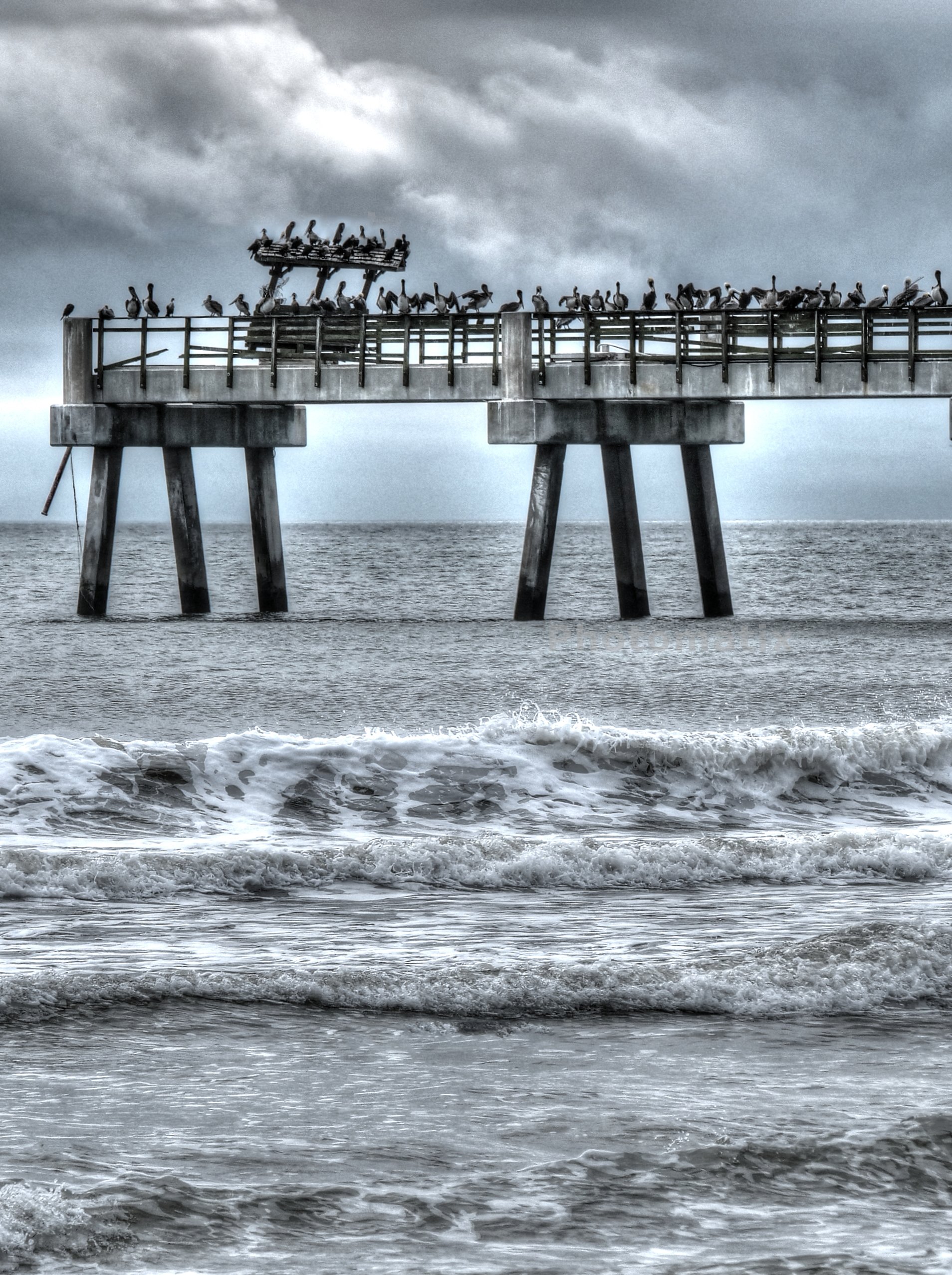 Seagull pier.jpg