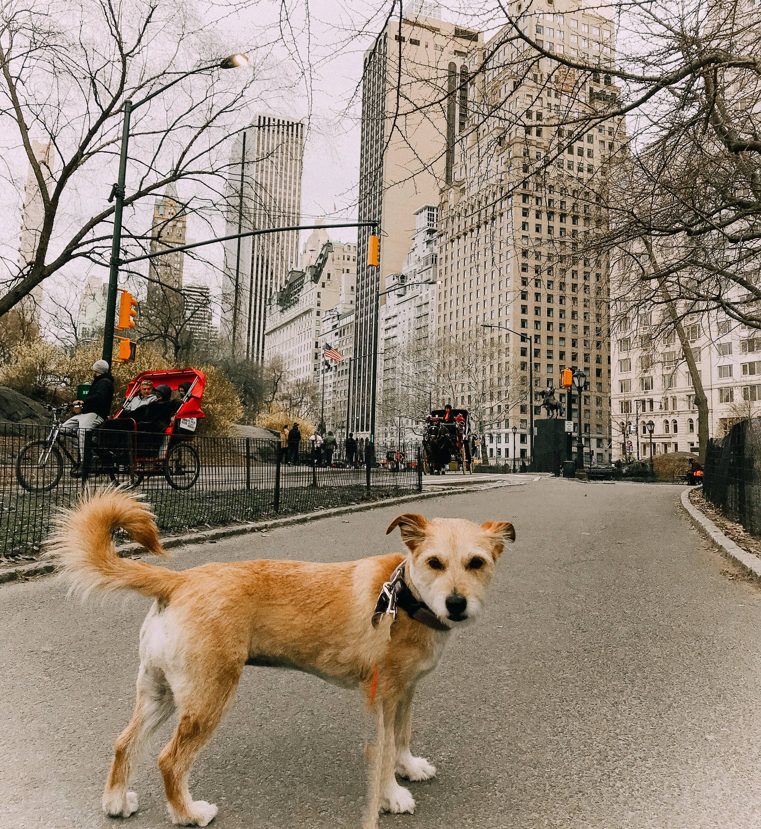 Our Favorite Dog Parks - NYC