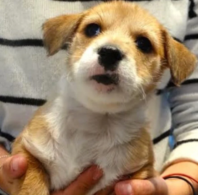 Screen Shot 2017-10-20 at 1.55.43 PM.jpg