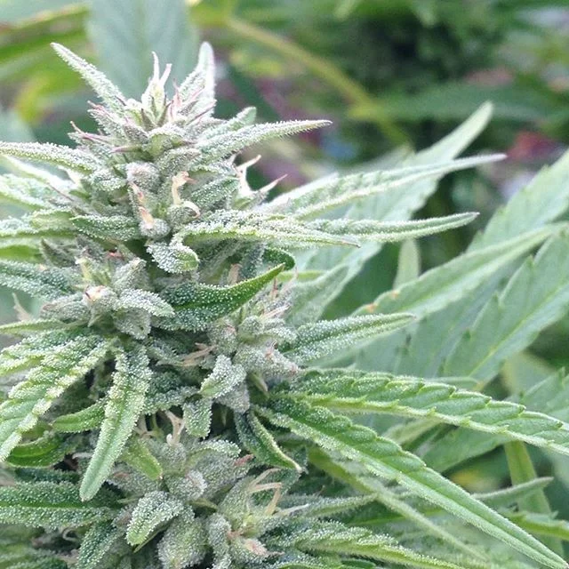 (Lemon Pledge pheno of our Panama Red line)