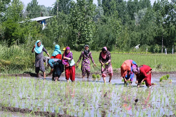 Basmati Rice field in Pulwama District, Kashmir