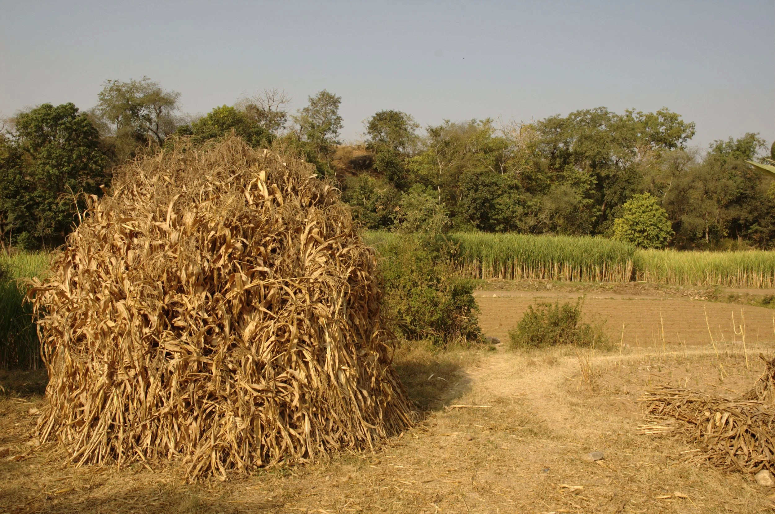 Rajasthani sugar cane field
