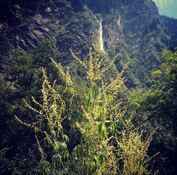 Classic high altitude charas cultivar from Nanda Devi