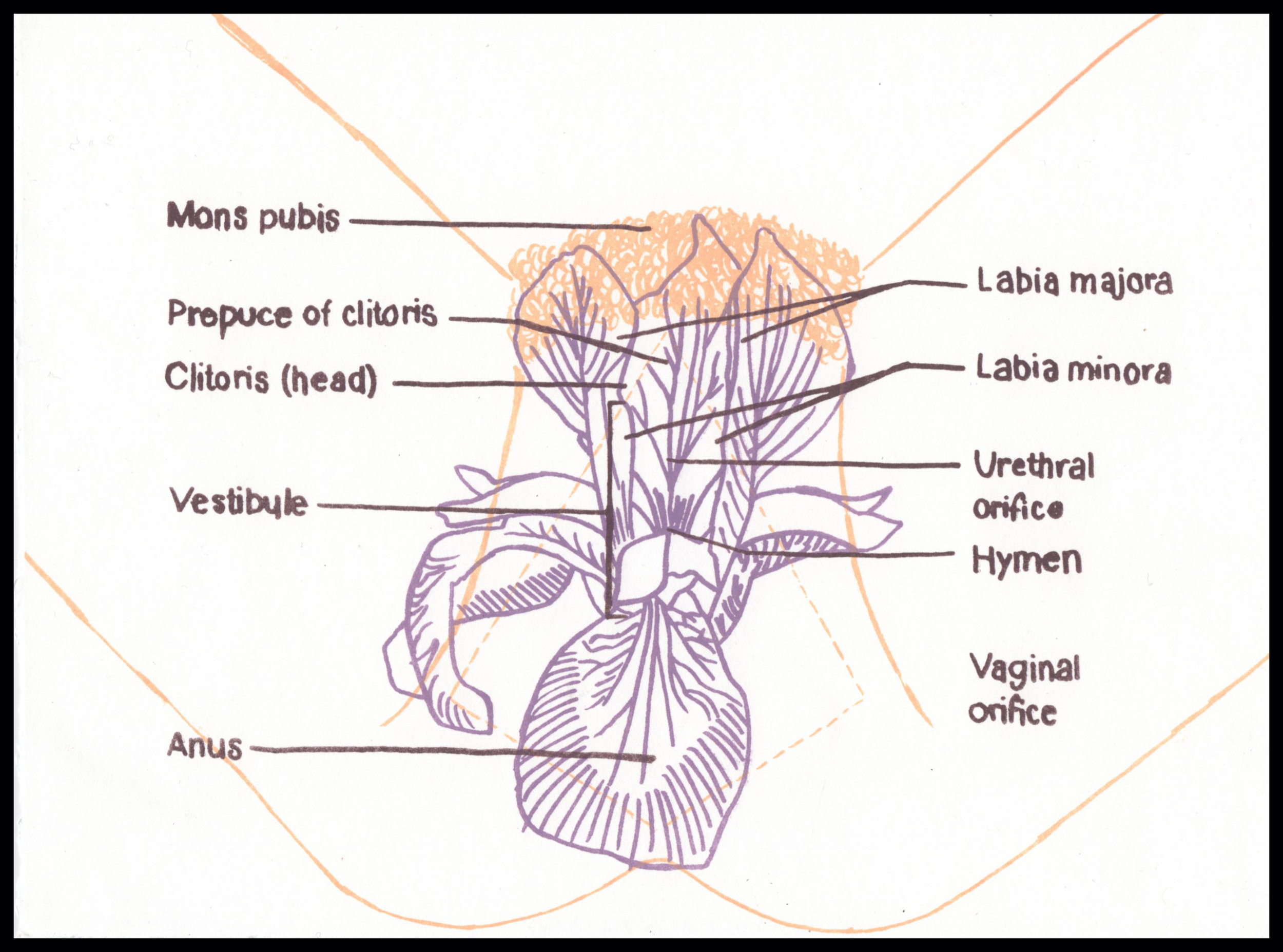 Fig. 9: The Female Reproductive Syster