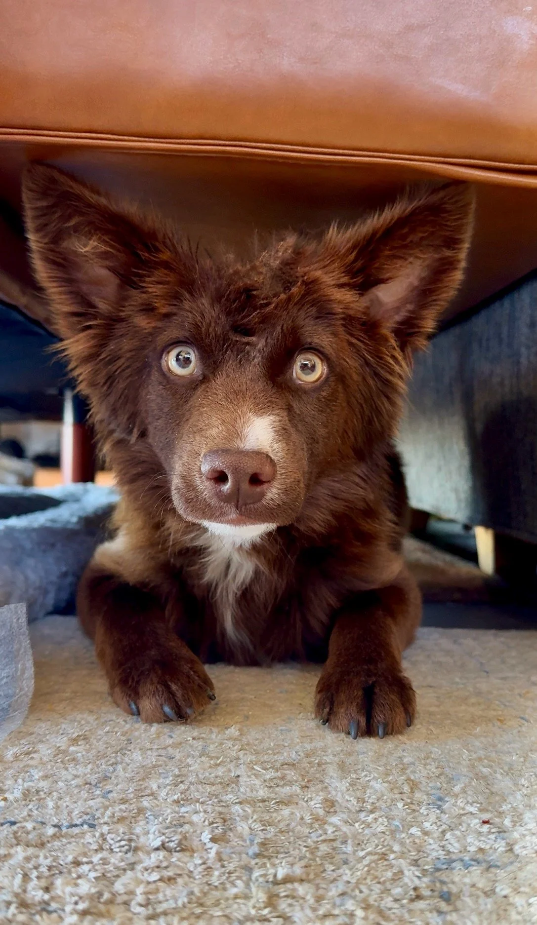 Dahsha's recovery notes