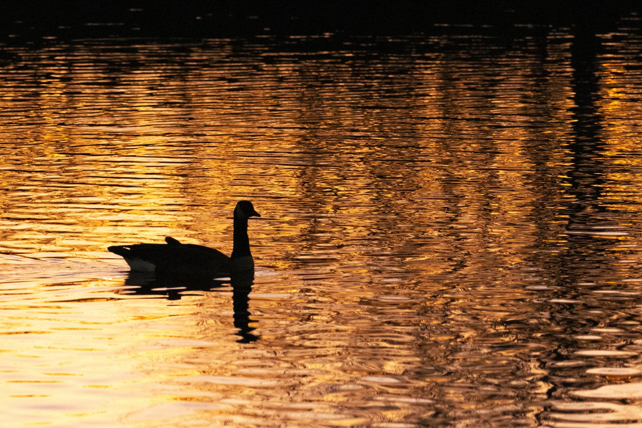 SD9_21334x6-Edit.jpg