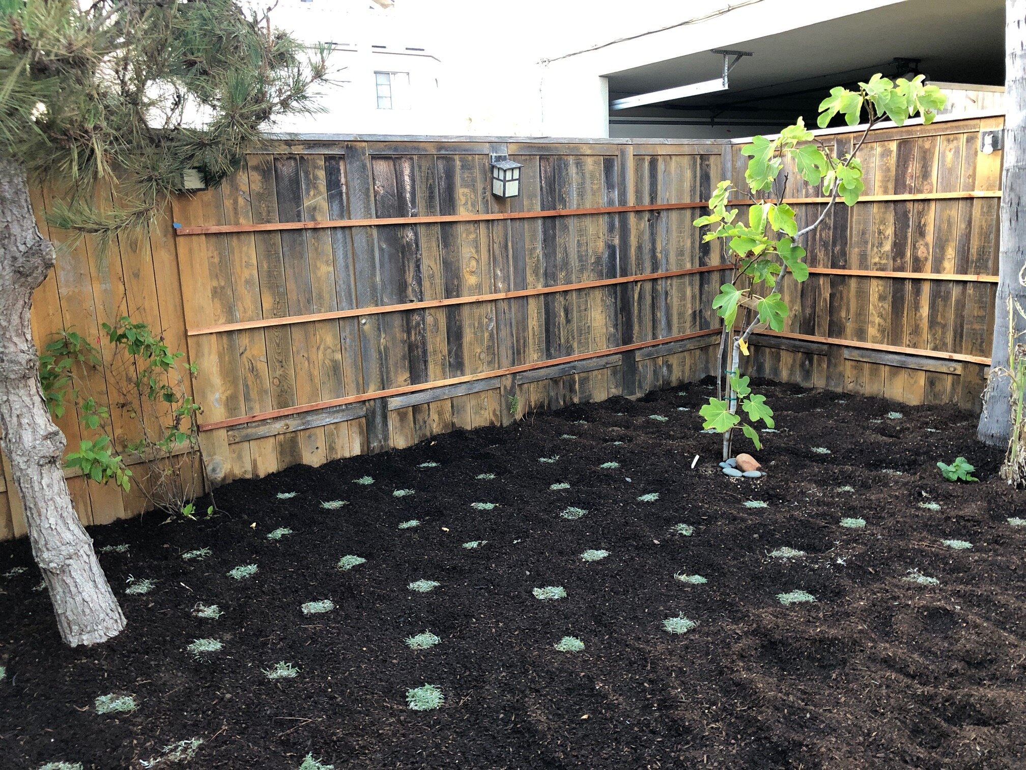 Planting a drought-tolerant front yard with Dymondia ground cove