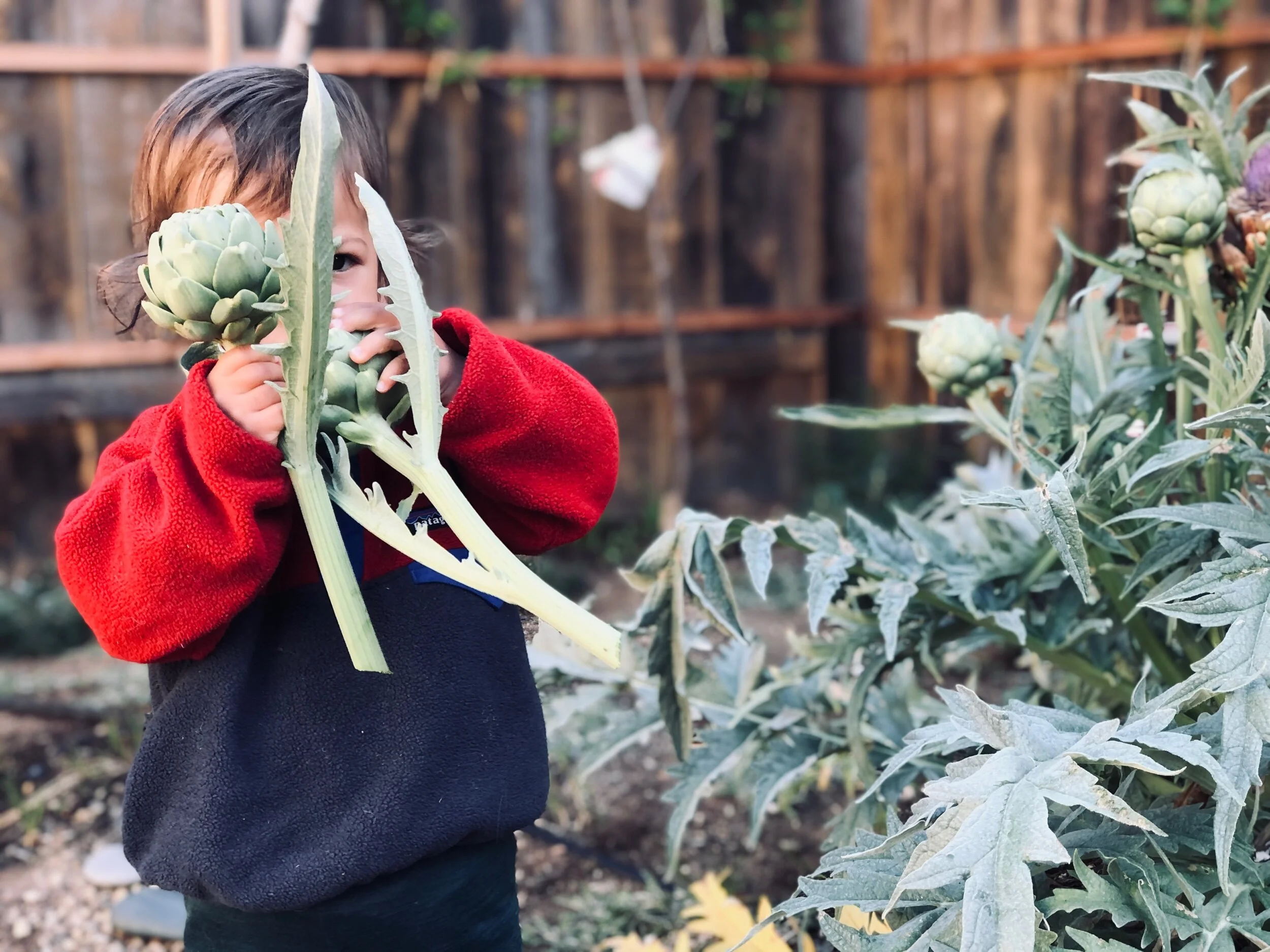 Artichoke Harvest