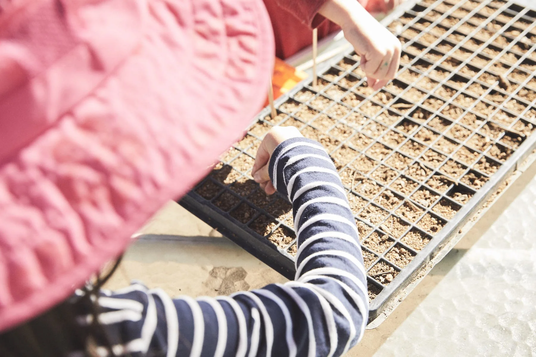 Seeds for New Year's Visions