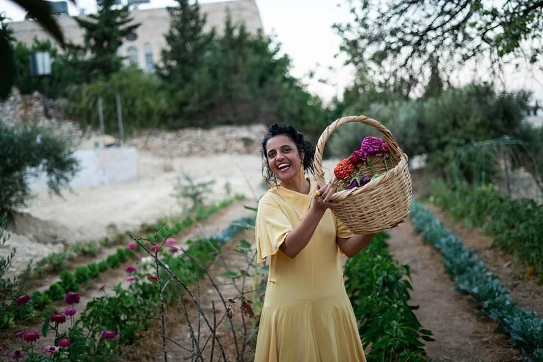 Harvest Time for a Beloved Palestinian Cauliflower