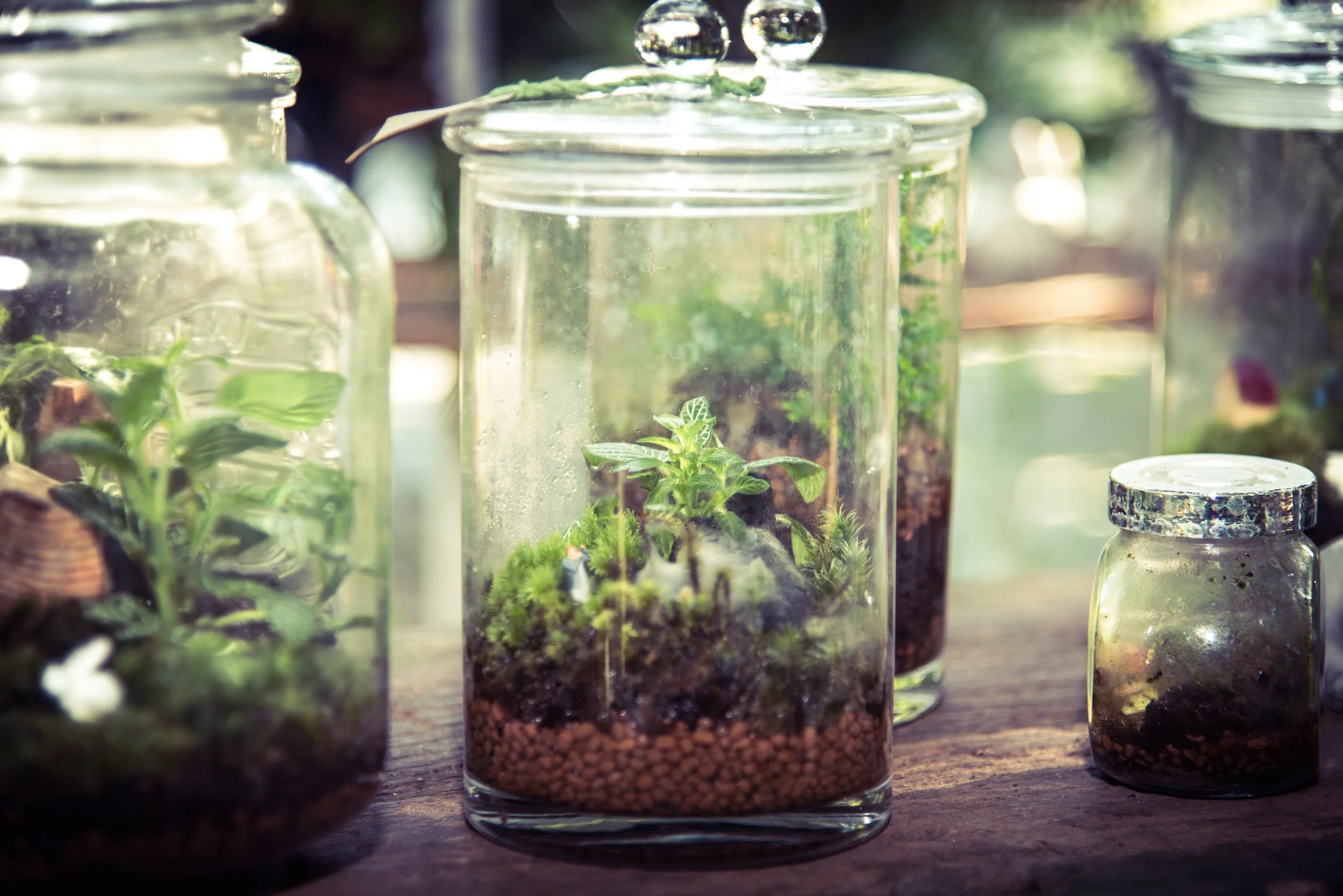 Make a Terrarium