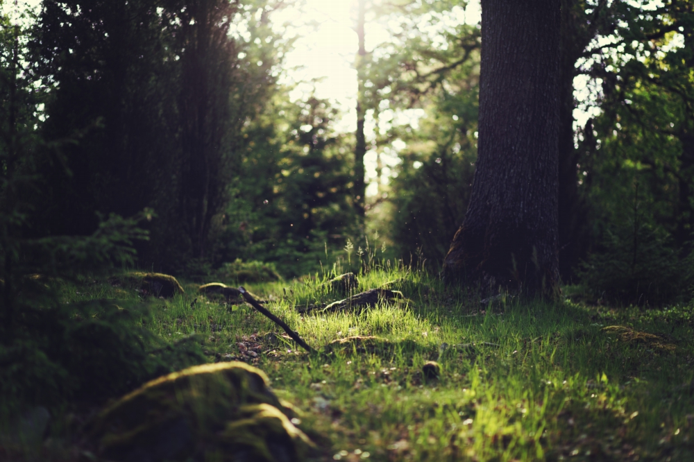 Set in the heart of a 200-acre Estate where the air is fresh, the scenery calming and the experience rejuvenating.