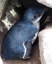 Little (Fairy) Penguin at St Kilda.