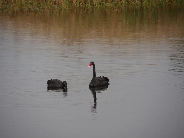 Swans on the lake.