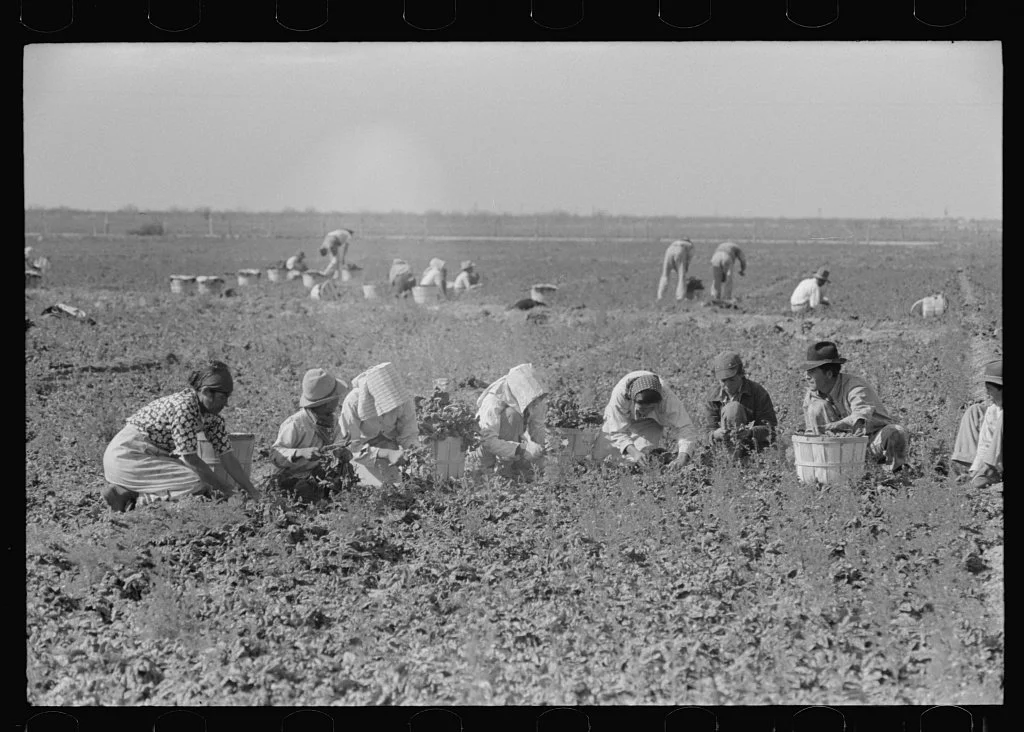 Mexican Migrants Picking Spinach South Texas.jpg