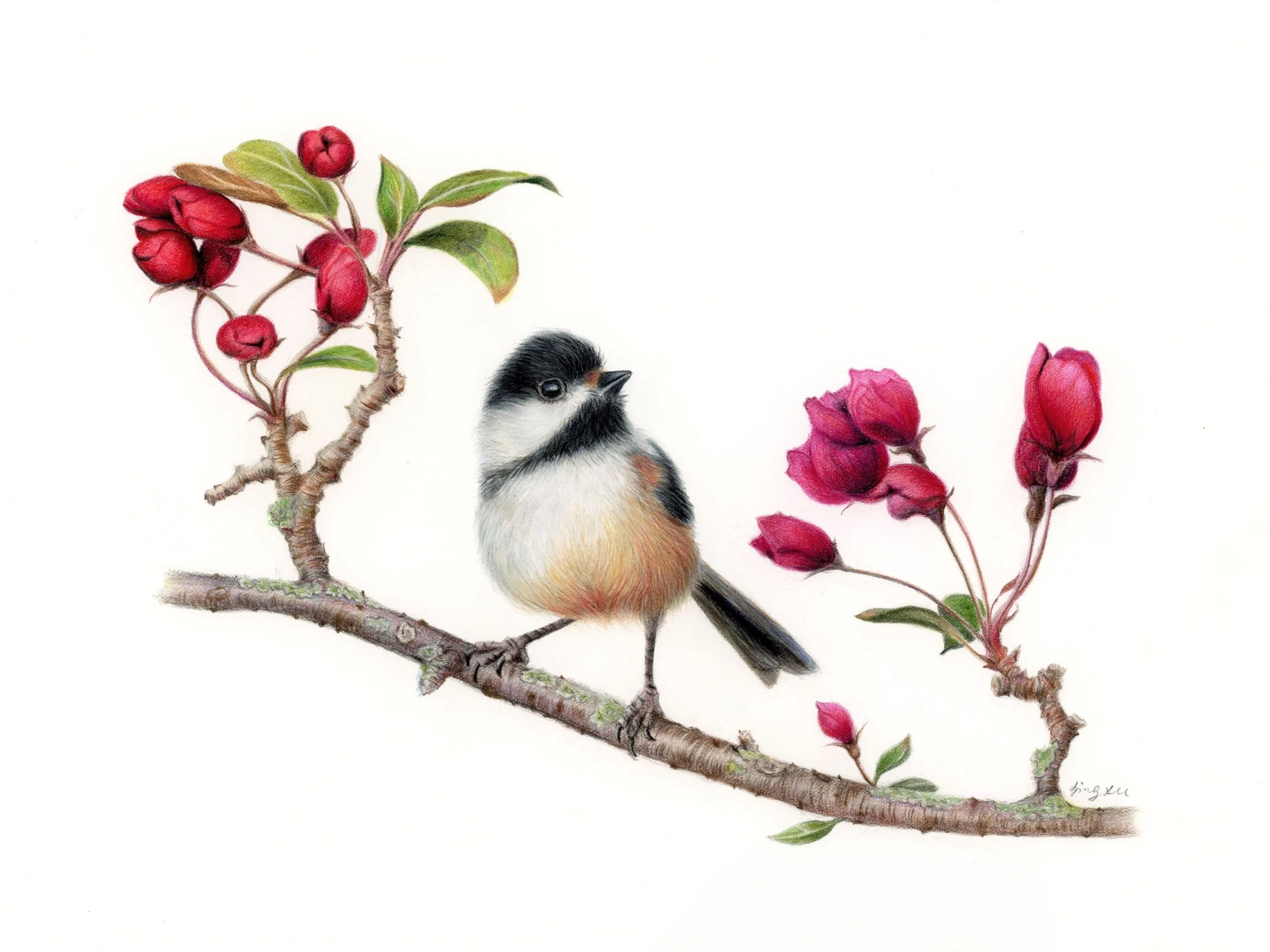  Painting of Chickadee on a branch by Jing Xu 