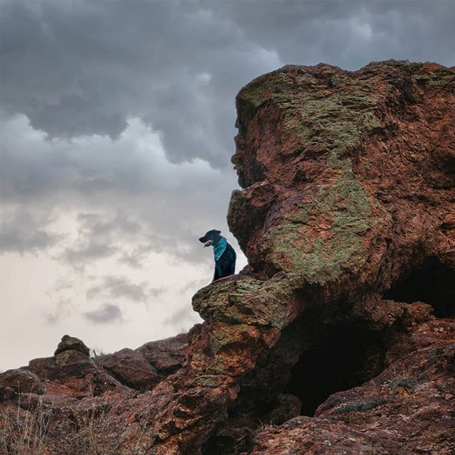 Hey maaaa!!
.
Get down Nemo!!
.
Noo! I mountain goat!! I go higher!
.
Thats not a good idea, Nims..
.
Is too.. You go home I got tis.
.
Nemo.. Please come down...
.
Listen Linda! I dragon! I rule 3/4 kingdom! You obey!
.
I really need to remember to 