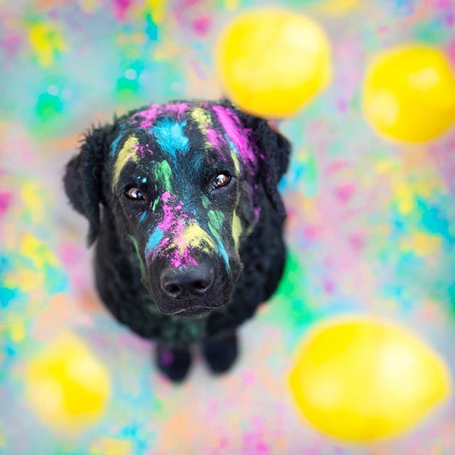 When life gives you lemons.. Make a rainbow party!😉
.
#WHPFoodForThought
.
.
The behind the scenes in the story..
.
.................................................................
.
Hey ma! What do you get when you cross a cat and a lemon?
.
What 