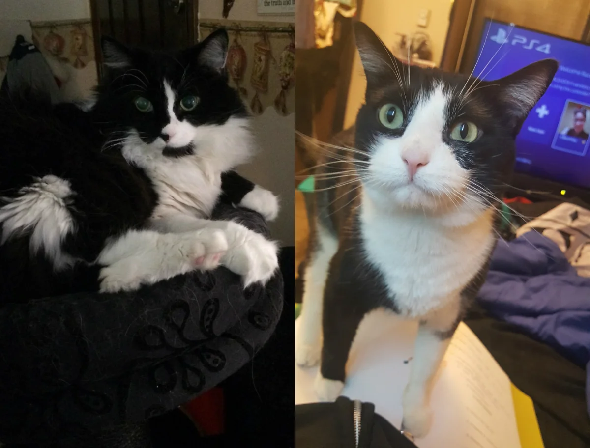 Jack (Stephanie's cat) and Boo (my baby). Boo has shorter hair than Jack but somehow I ended up with a Tuxedo cat just like Steph.