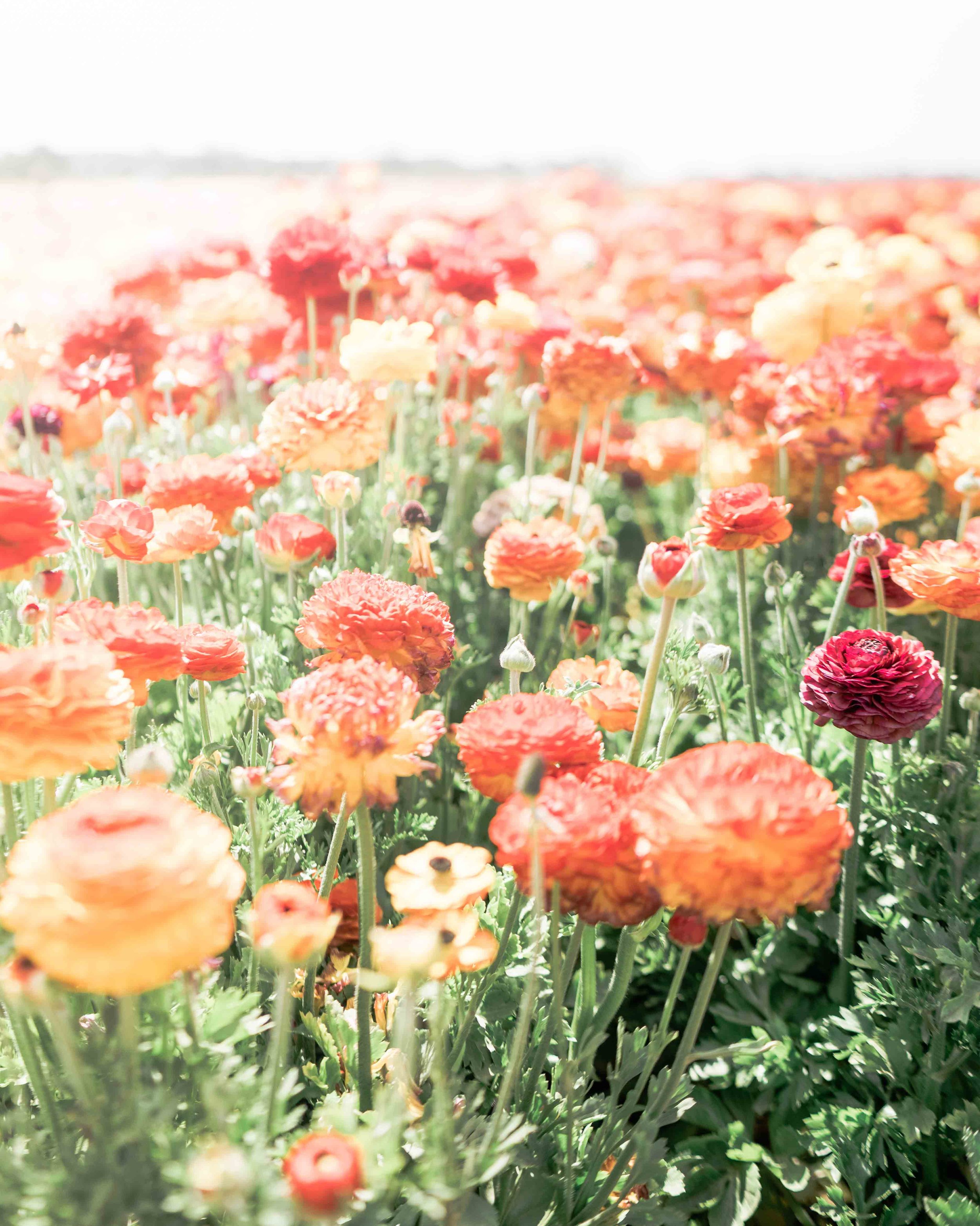 Carlsbad Flower Field Photos