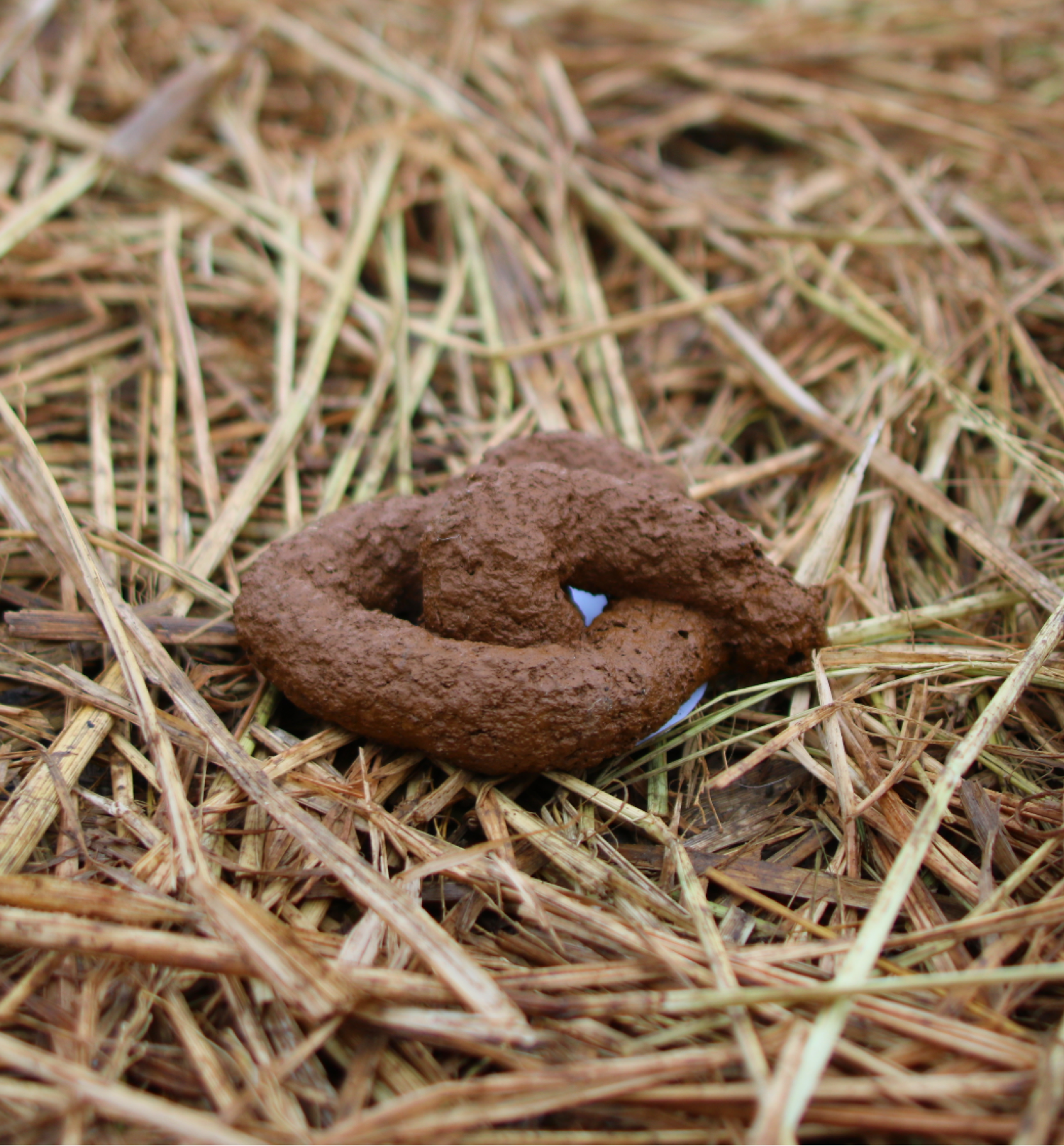 RDR-POOP1.png