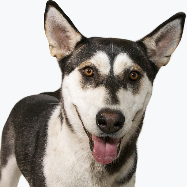 Dog1.png