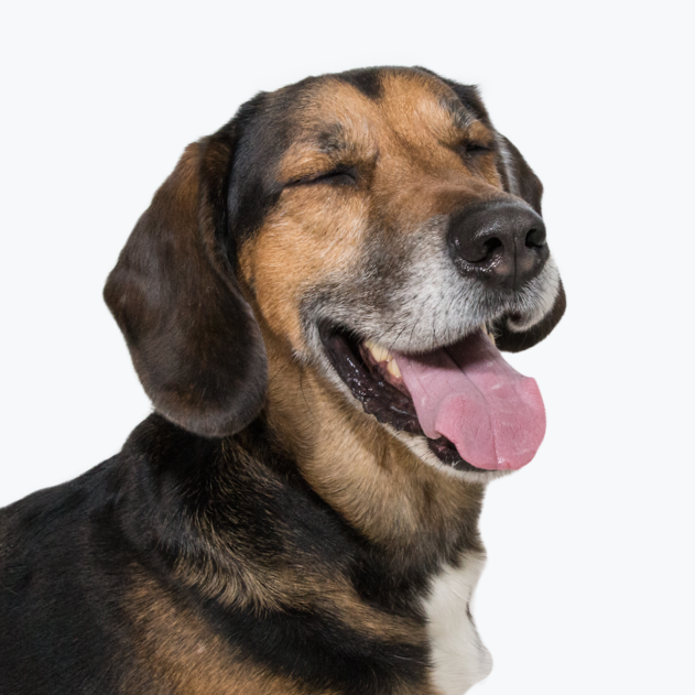 Dog2.png