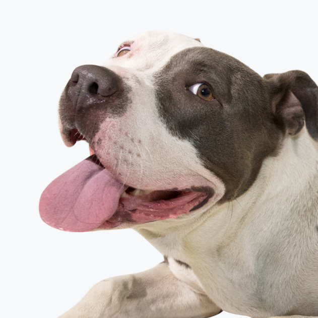 Dog5.png