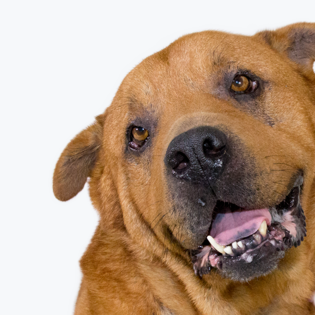 Dog6.png