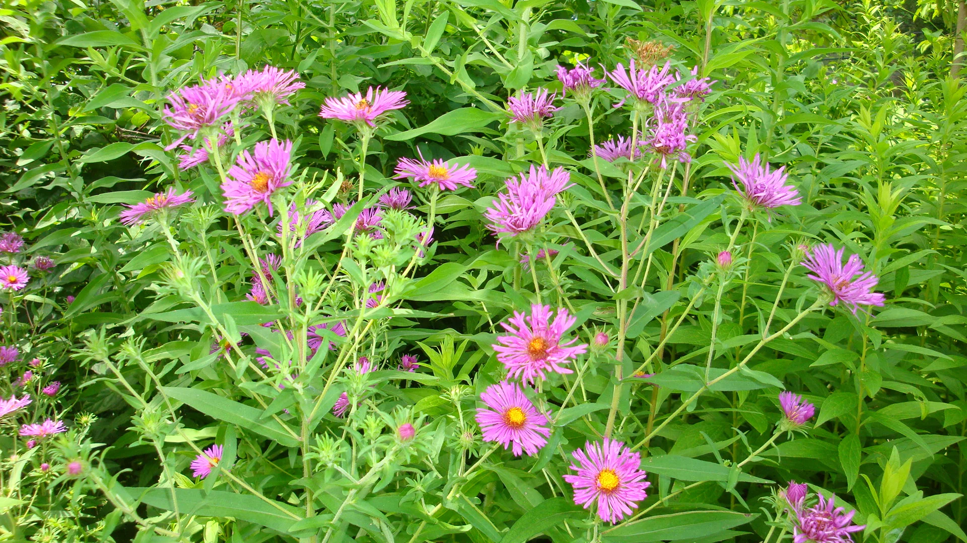 new-england-aster2.jpg