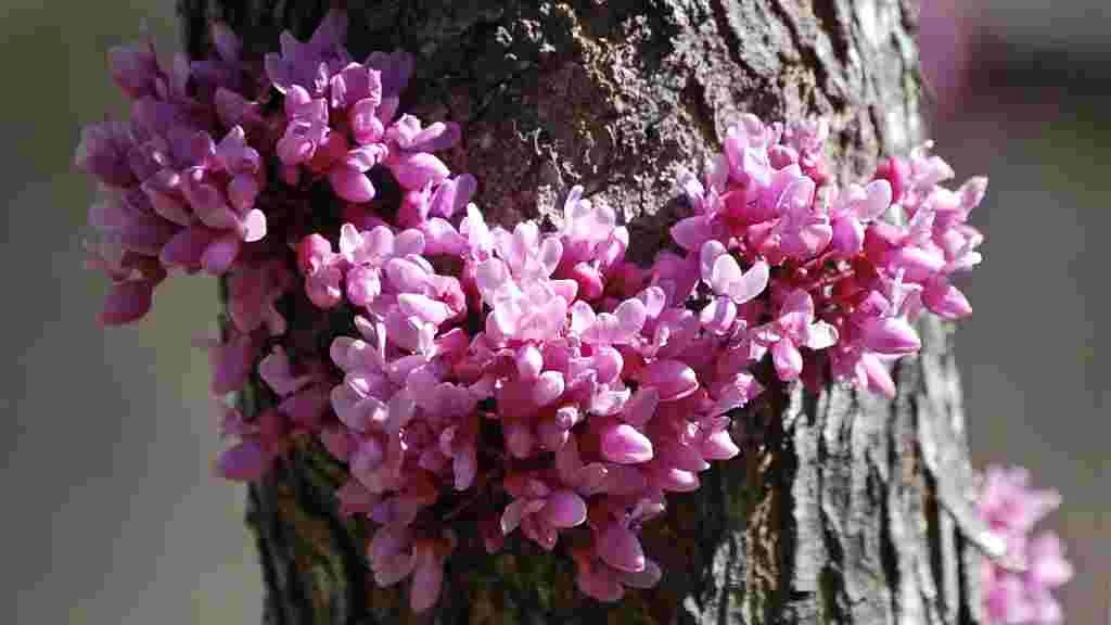 Blooming Redbud