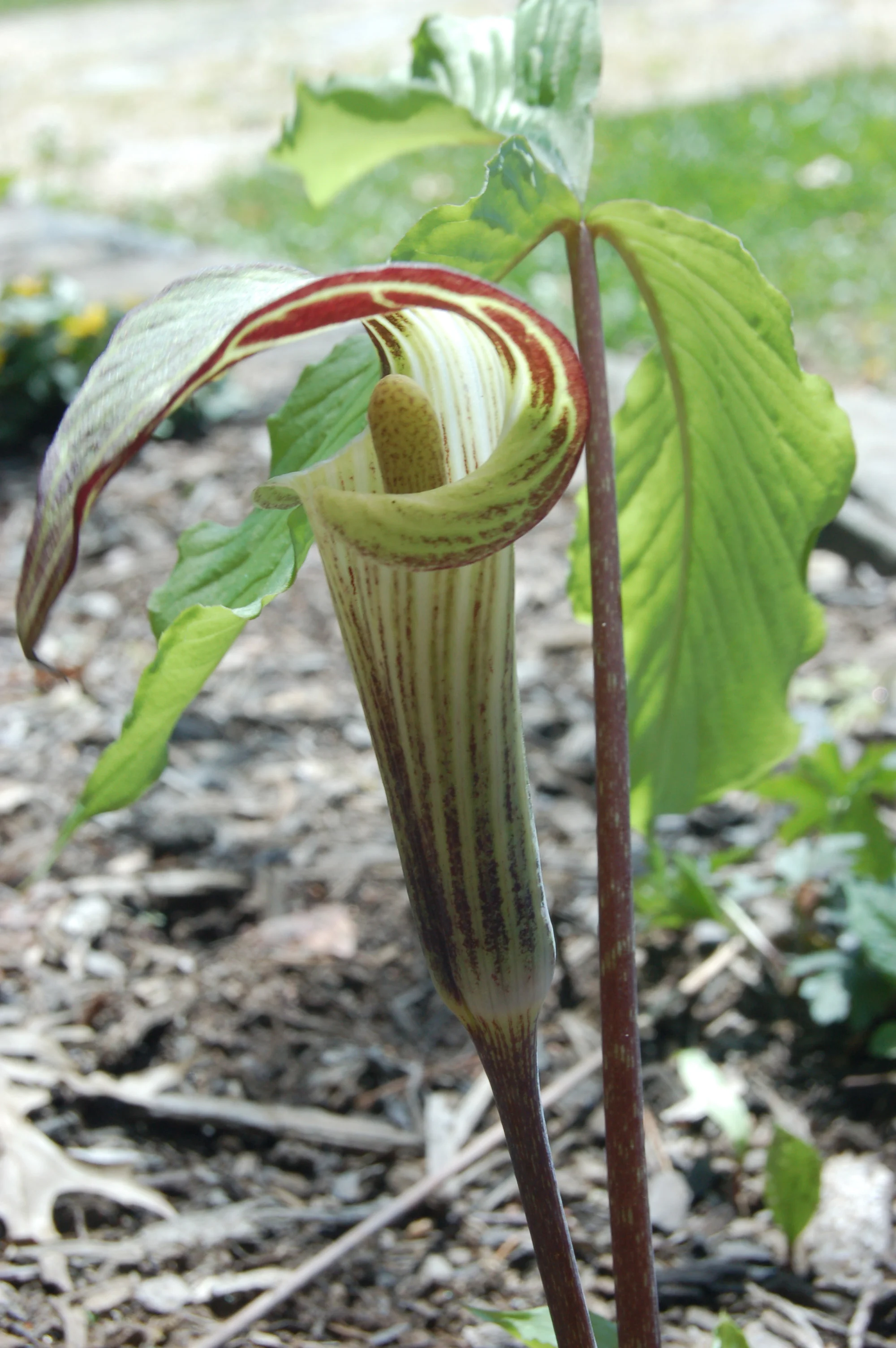 Jack in the Pulpit.jpg