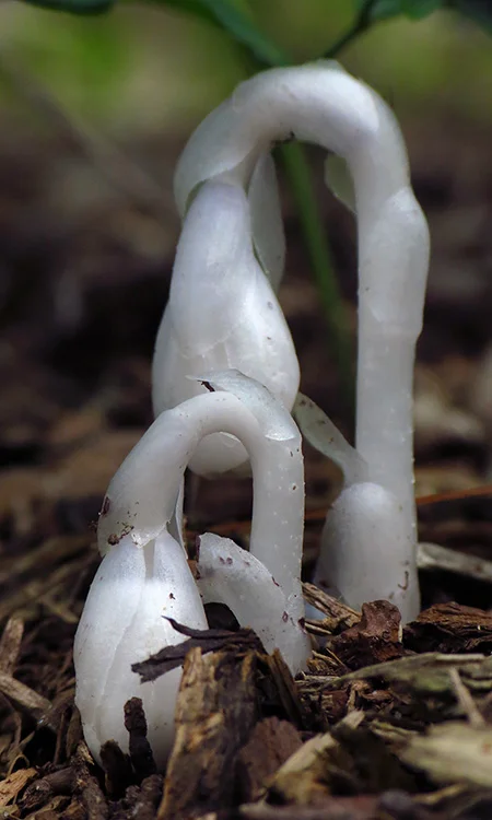 Monotropa_uniflora01.jpg