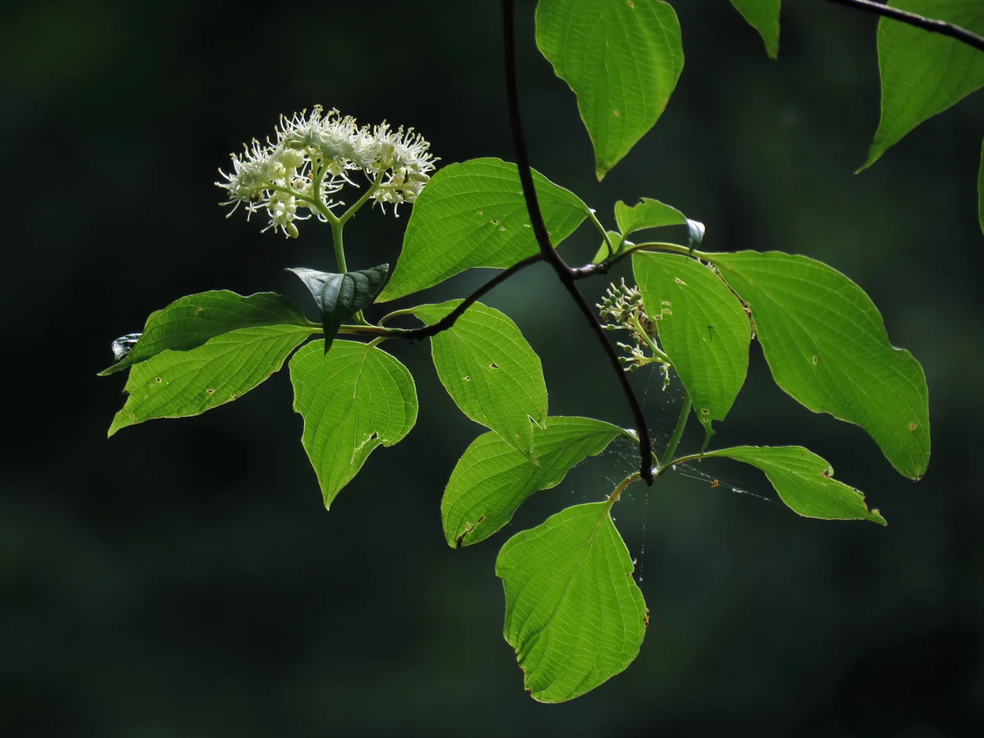 7238332012_eab7e1e947_o.jpg