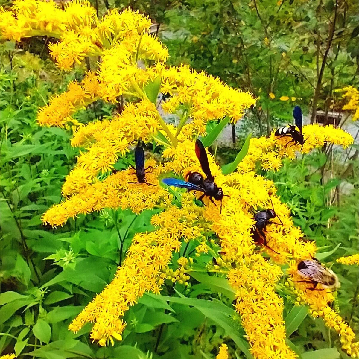 Bug Lovers Native Plant Sale June 3rd
