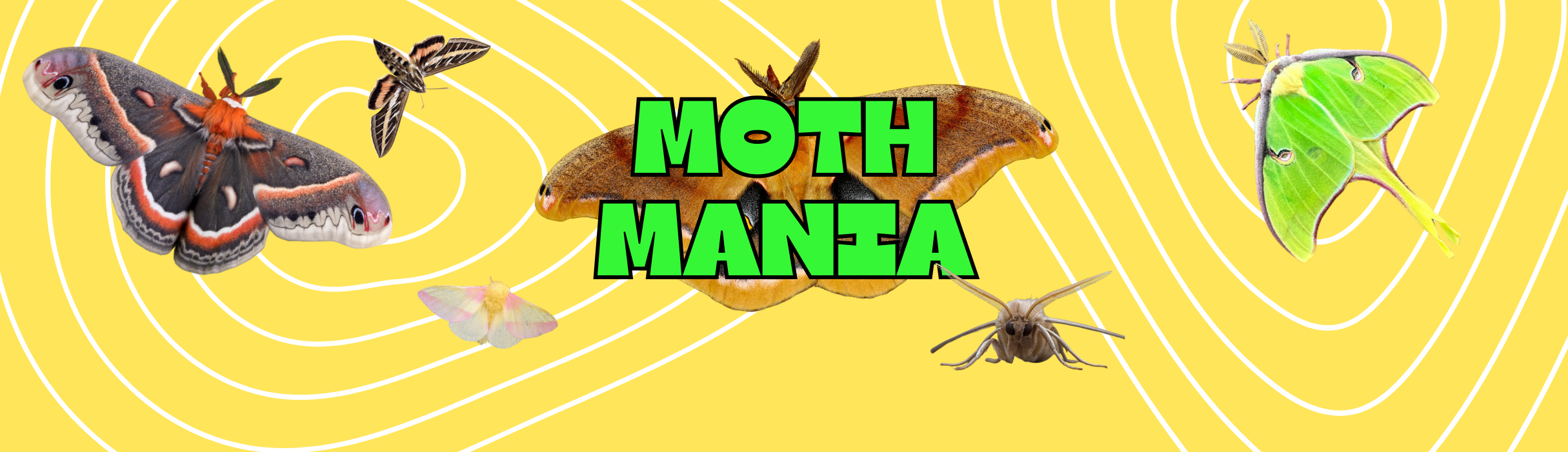 Moth Mania