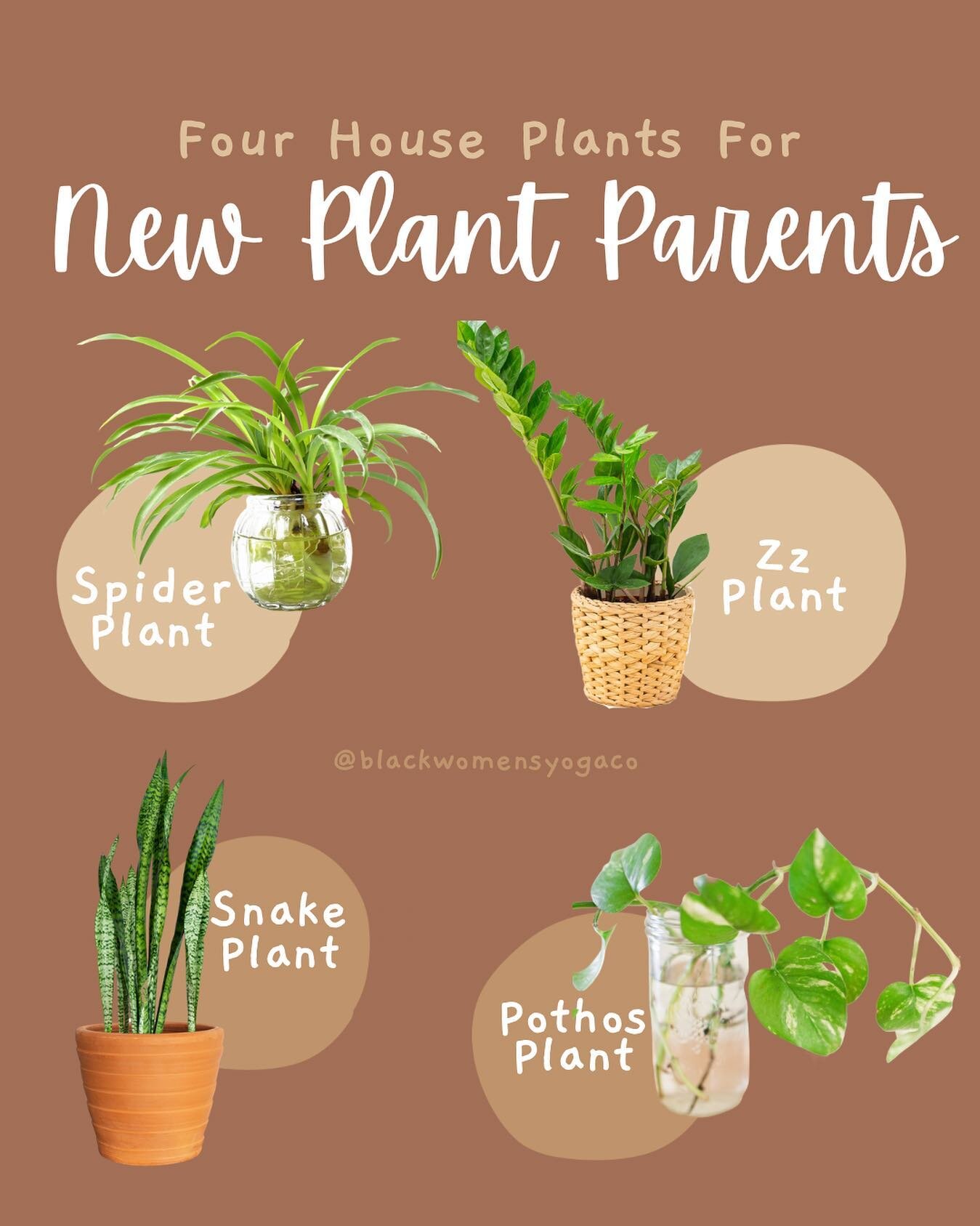 From helping boost your mood to improving oxygen quality indoors,houseplants have so many great benefits 🙌🏾

These beginner-friendly houseplants would be a beautiful addition to any space and wellness practice 🌱

Save and share with a friend who&r